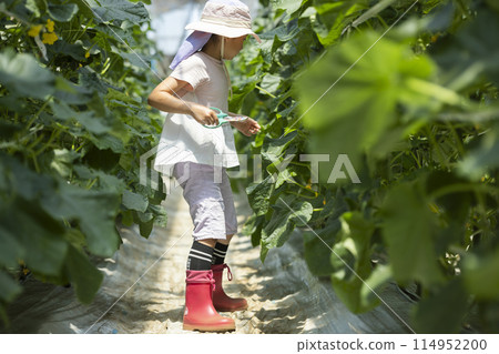 孩子們在享受收穫蔬菜的樂趣 114952200