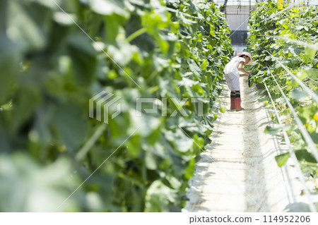 Children enjoying harvesting vegetables 114952206