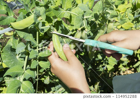 Children enjoying harvesting vegetables 114952288