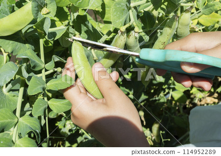 Children enjoying harvesting vegetables Children enjoying harvesting vegetables 114952289