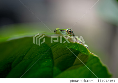 Japanese tree frog on a leaf Japanese tree frog on a leaf 114952364