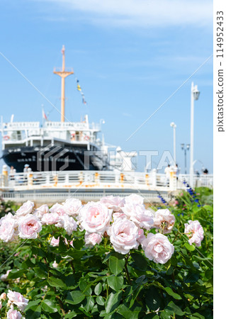 Scenery of Yamashita Park (Rose Garden) in May, Yokohama, Kanagawa Prefecture Scenery of Yamashita Park (Rose Garden) in May, Yokohama, Kanagawa Prefecture 114952433