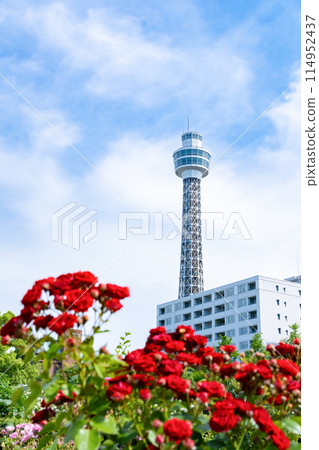 Scenery of Yamashita Park (Rose Garden) in May, Yokohama, Kanagawa Prefecture 114952437