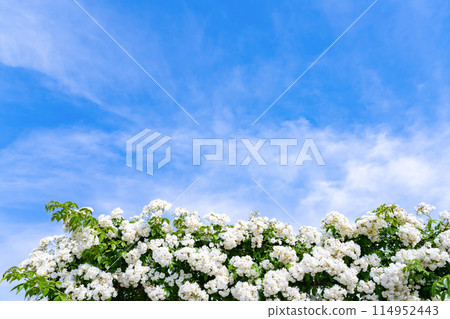 神奈川縣橫濱市山下公園五月風景（玫瑰園） 114952443