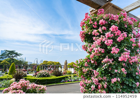 神奈川縣橫濱市山下公園五月風景（玫瑰園） 114952459