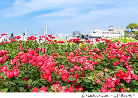Scenery of Yamashita Park (Rose Garden) in May, Yokohama, Kanagawa Prefecture 114952464