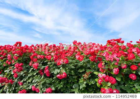 Scenery of Yamashita Park (Rose Garden) in May, Yokohama, Kanagawa Prefecture 114952469