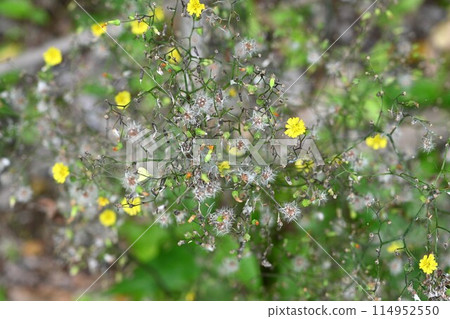 Flower of Oriental False Hawk 114952550