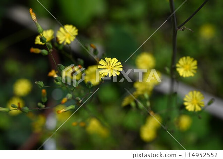 Flower of Oriental False Hawk Flower of Oriental False Hawk 114952552