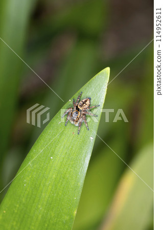 Necohaetri Necohaetri 114952611