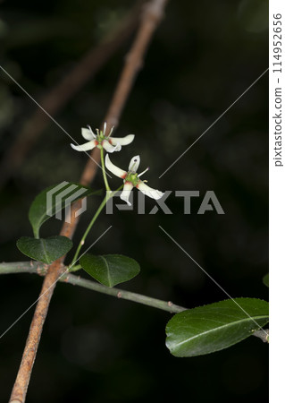 Mayumi Mayumi 114952656