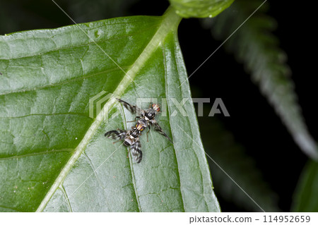 Mitsuboshi HAMADARA fruit fly Mitsuboshi HAMADARA fruit fly 114952659