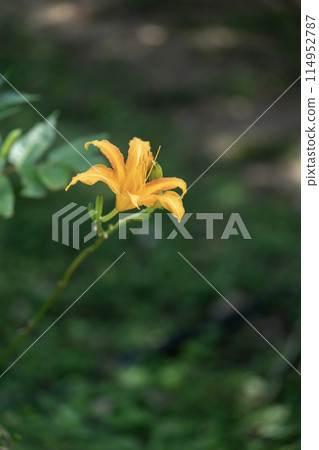 Licorice flower Licorice flower 114952787