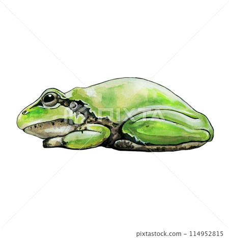 Green frog side view watercolor illustration. Hand drawn cute amphibian. Green painted frog isolated on white background 114952815