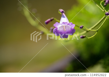藍花楹 藍花楹 114952822
