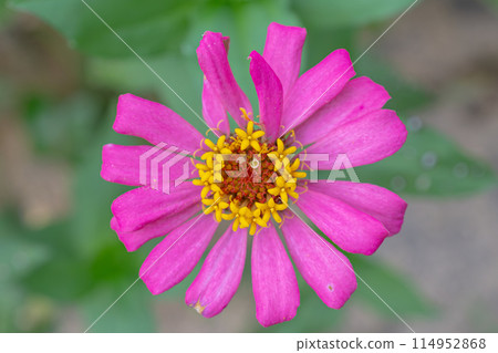 Affiliation 114952868