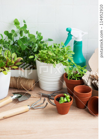 Indoor Herb Garden Kit With Fresh Green Plants and Gardening Tools Indoor Herb Garden Kit With Fresh Green Plants and Gardening Tools 114952910