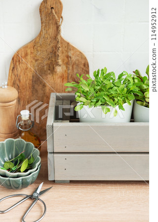 Fresh Herbs Grown in White Pots Inside a Gray Wooden Box in a Kitchen Setting 114952912