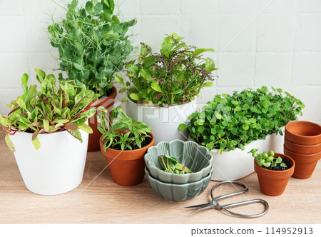 Indoor Herb Garden Kit With Fresh Green Plants 114952913