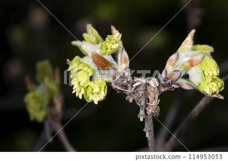 宏碁Maximowiczianum 114953053