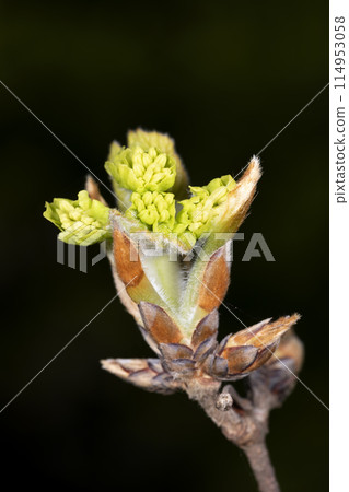 Megsurinoki 114953058