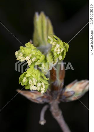 Megsurinoki 114953059