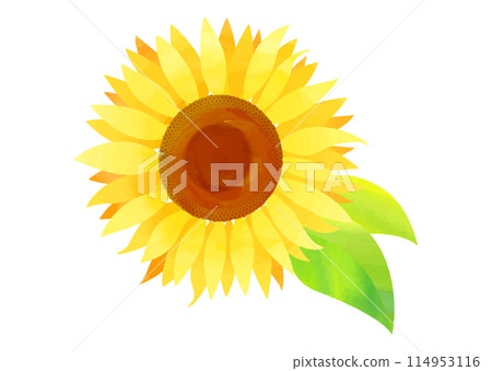 Sunflower illustration with watercolor texture 114953116