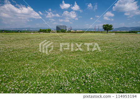 枚方市枚方區淀川公園的白三葉草盛開 枚方市枚方區淀川公園的白三葉草盛開 114953194