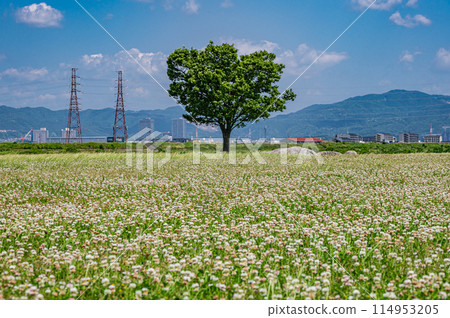 White clover blooms all over the Yodogawa River Park Hirakata area Hirakata City 114953205