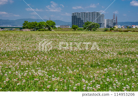 White clover blooms all over the Yodogawa River Park Hirakata area Hirakata City 114953206