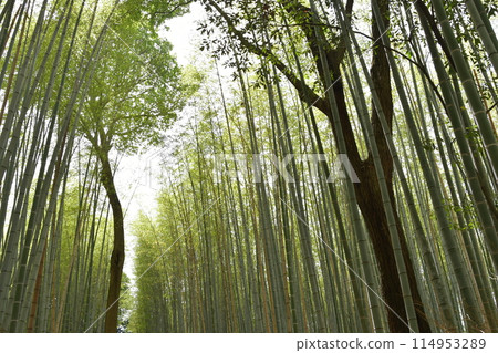 Small diameter of Arashiyama bamboo forest Small diameter of Arashiyama bamboo forest 114953289