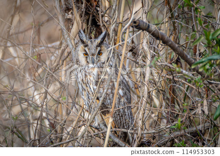 Long-eared owl during the day Long-eared owl during the day 114953303