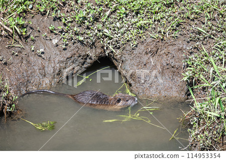 Nutria在水邊 114953354