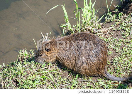 吃草的營養 114953358