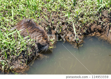 海狸鼠進入河流 114953359