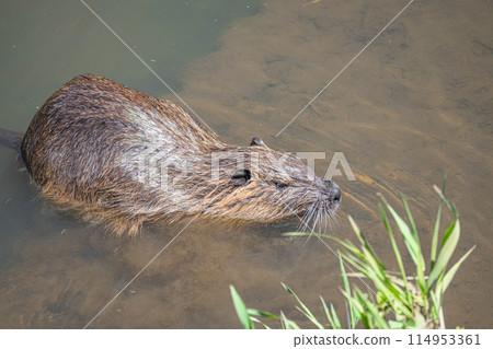 Nutria on the waterside Nutria on the waterside 114953361