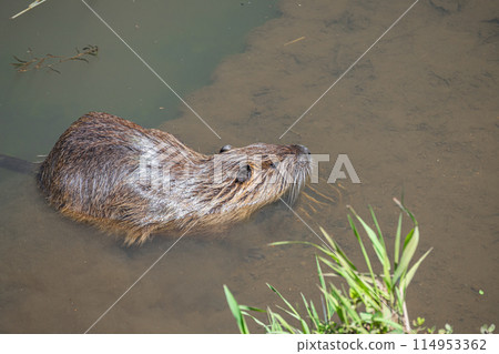 Nutria on the waterside 114953362
