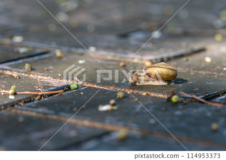 一隻在路上爬行的蝸牛（Namimaimai） 114953373