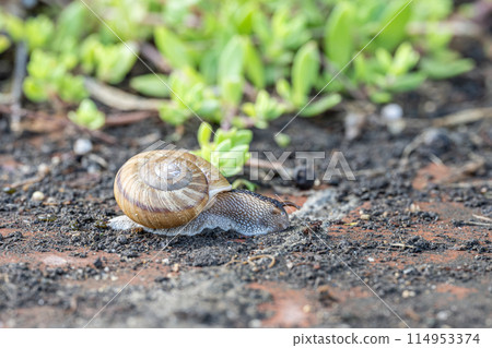 A snail crawling on the road (Namimaimai) 114953374