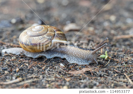一隻在路上爬行的蝸牛(Namimaimai) 一隻在路上爬行的蝸牛(Namimaimai) 114953377
