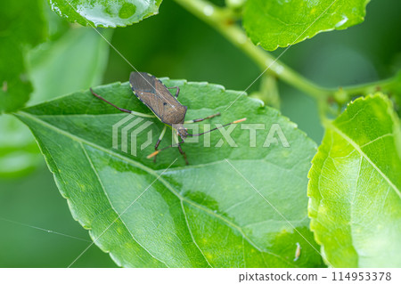 Kibara直升機蟲 114953378