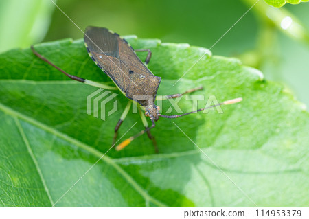 Kibara直升機蟲 114953379