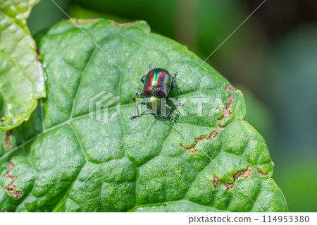 紅葉甲蟲 114953380