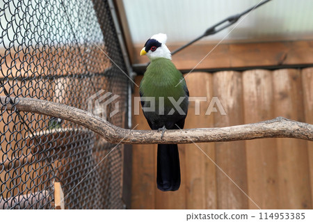 Grey-headed Turaco 114953385
