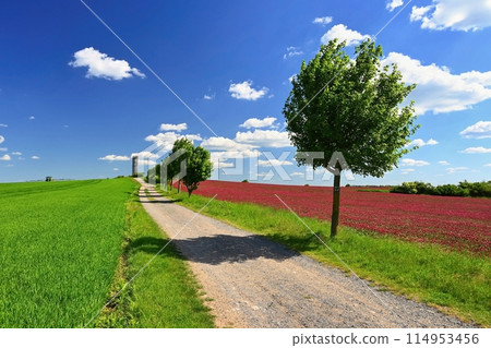 Beautiful landscape in the Czech Republic. Green nature with blue sky and sun. Beautiful landscape in the Czech Republic. Green nature with blue sky and sun. 114953456