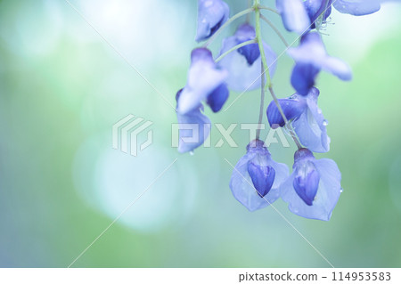 雨天盛開的紫色紫藤花 雨天盛開的紫色紫藤花 114953583