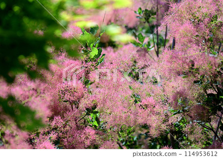 煙樹景觀 114953612