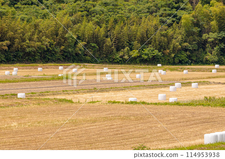 田間包覆青貯飼料 用作乳牛飼料的發酵稻粗飼料 發酵粗飼料 114953938