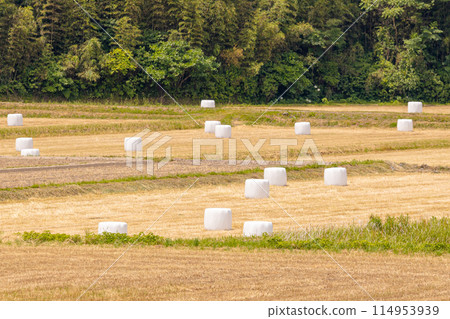 田間包覆青貯飼料 用作乳牛飼料的發酵稻粗飼料 發酵粗飼料 114953939