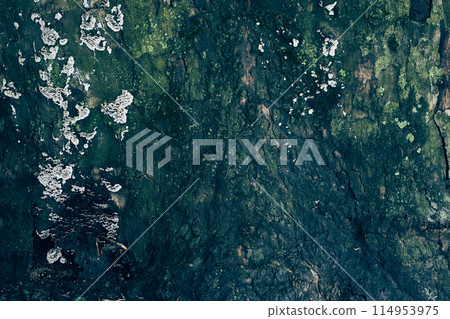 Moss grows on the bark of a tree in nature parks. Due to the high humidity of the air, the tree falls off. Textured natural background with space to copy. High quality photo 114953975